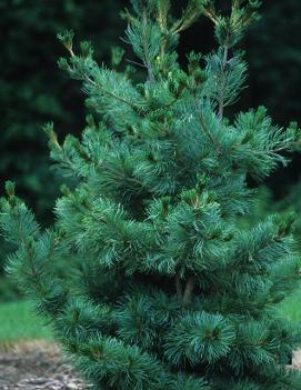 Pinus parviflora Ibokan ('Ibo can')