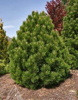 Pinus heldreichii var. leucodermis 'Mint Truffle'