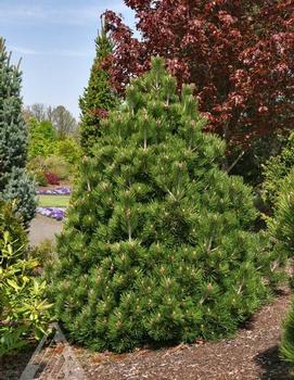 Pinus heldreichii var. leucodermis 'Irish Bell'