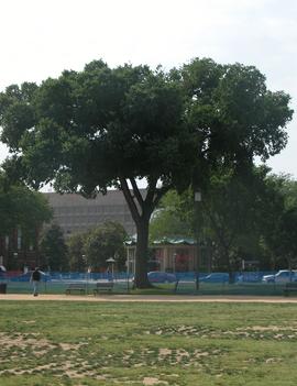 Ulmus americana 'Jefferson'