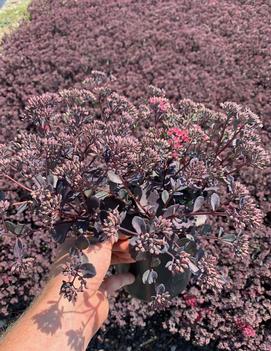 Sedum x 'Bertram Anderson'