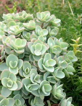 Sedum x 'Rosy Glow'