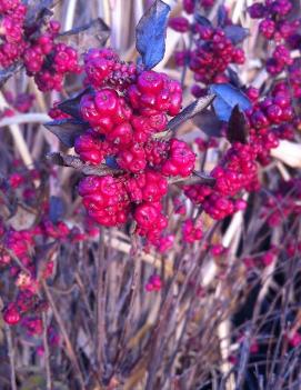 Symphoricarpos orbiculatus