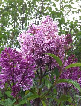 Syringa x prestoniae 'Minuet'