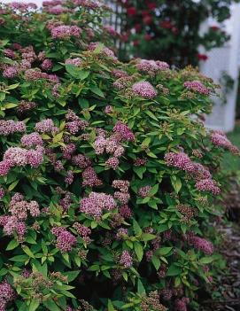 Spiraea japonica Dakota Goldcharm® ('Mertyann') (COPF)