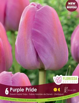 Tulip 'Purple Pride'