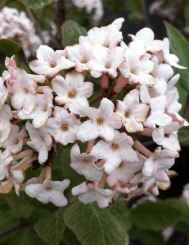 Viburnum x juddii