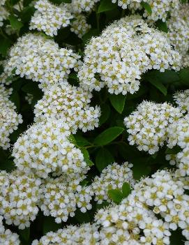 Spiraea trichocarpa