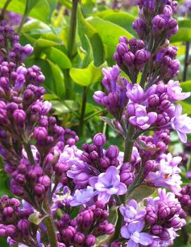 Syringa x vulgaris 'Edward J. Gardner'