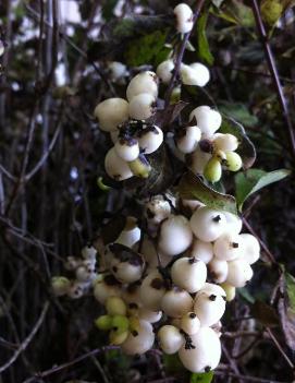 Symphoricarpos albus