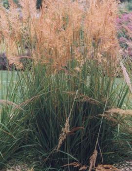 Sorghastrum nutans