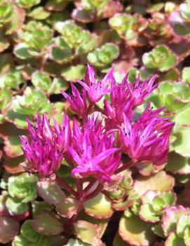 Sedum spurium 'Red Carpet'