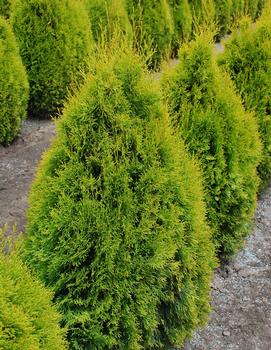 Thuja occidentalis Highlights™ ('Janed Gold')