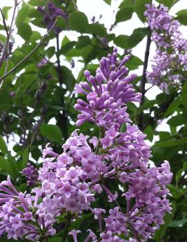 Syringa x prestoniae 'Nocturne'