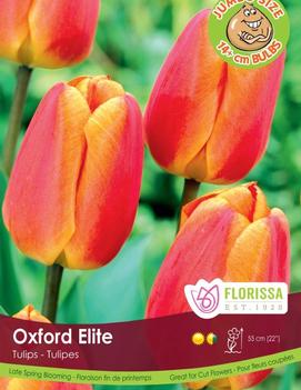 Tulip 'Oxford Elite'