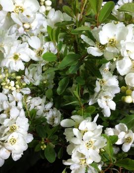 Exochorda x macrantha 'The Bride'