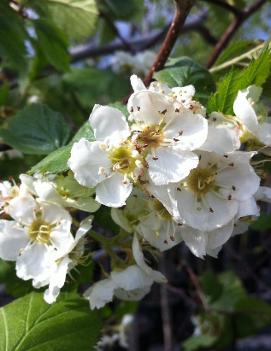 Crataegus mollis