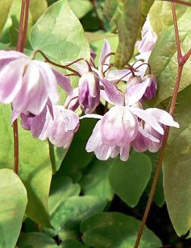 Epimedium x youngianum 'Roseum'