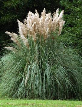 Cortaderia selloana