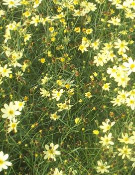 Coreopsis verticillata 'Moonbeam'