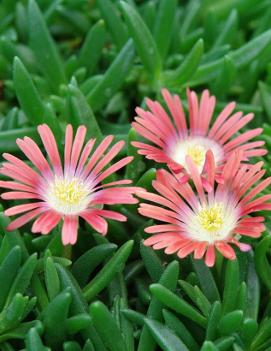 Delosperma dyeri