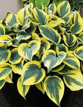 Hosta Ben Vernooy ('Ben Vernooij') (PP24009)