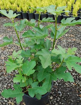 Ficus carica 'Desert King'