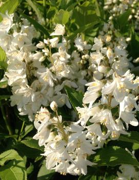 Deutzia gracilis