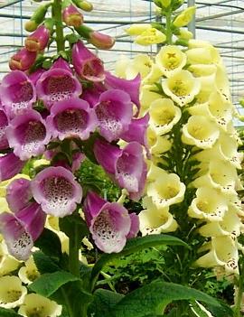 Digitalis purpurea 'Excelsior Hybrids'