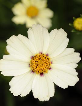 Coreopsis x 'Star Cluster' (PP23035)