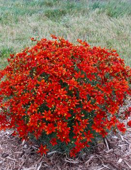 Coreopsis verticillata 'Crazy Cayenne' (PPAF)