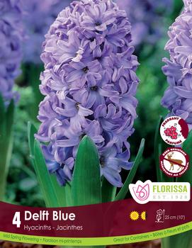 Hyacinth 'Delft Blue'