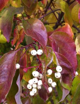 Cornus racemosa