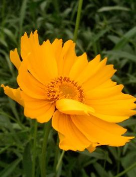 Coreopsis lanceolata