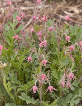 Geum triflorum