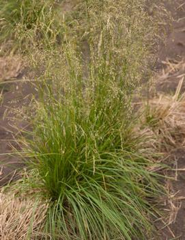 Deschampsia cespitosa