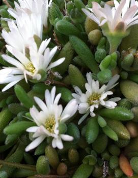 Delosperma x 'Osberg'