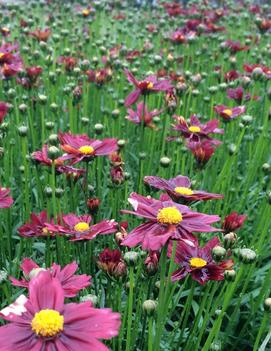 Coreopsis x 'Red Elf' (PPAF)