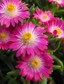 Delosperma cooperi Jewel of the Desert Amethyst ('DSAM13-1') (PP27013)