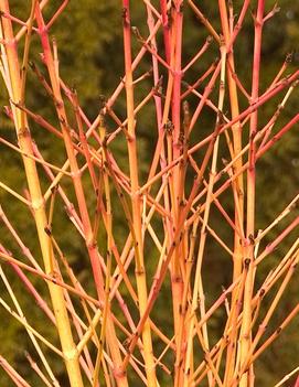 Cornus sanguinea Arctic Sun® ('Cato') (PP19892)