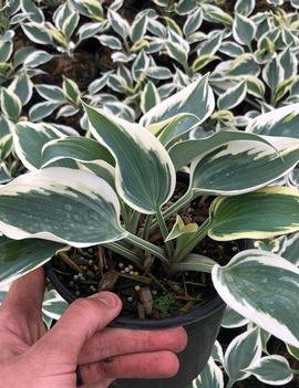 Hosta 'Great Escape'