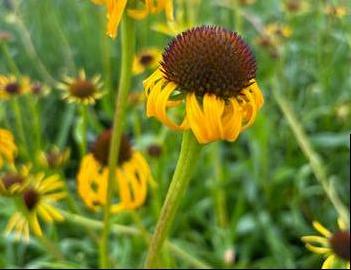 Echinacea paradoxa