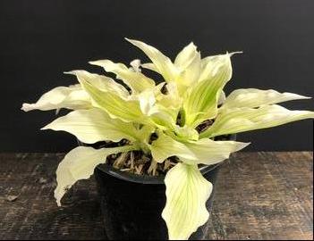 Hosta 'White Feather'