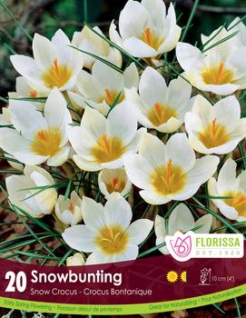 Crocus 'Snowbunting'