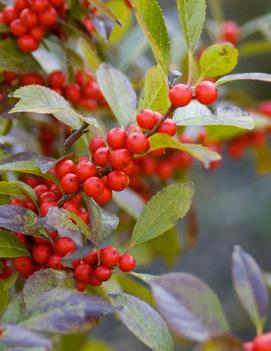 Ilex verticillata 'Afterglow'