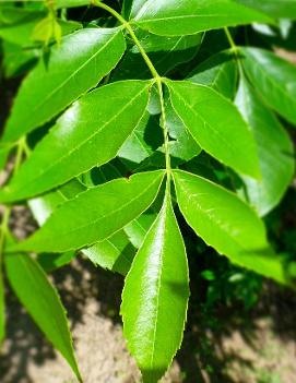 Fraxinus pennsylvanica 'Marshall'