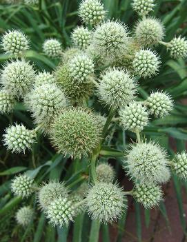 Eryngium yuccifolium