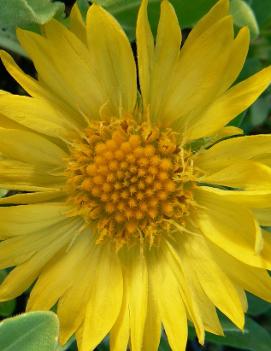 Gaillardia aristata 'Maxima Aurea'