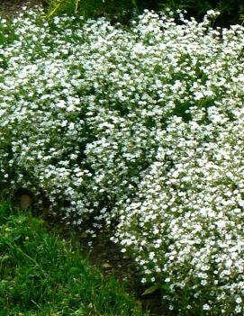 Gypsophila repens 'Alba'