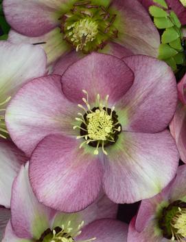 Helleborus x 'Paris in Pink'